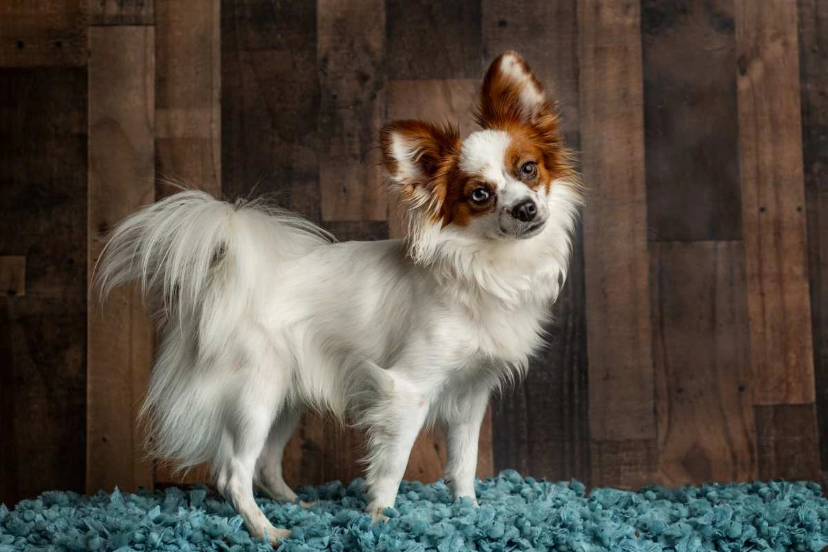 Papillon-Fluffy Small Dog Breed