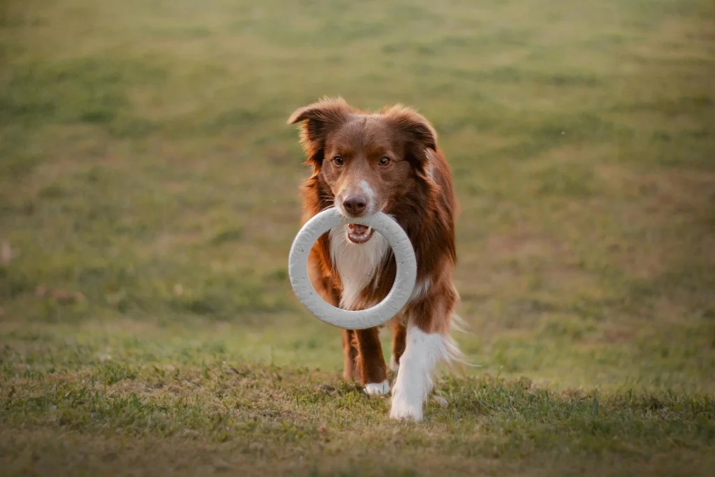 How much exercise does your dog need