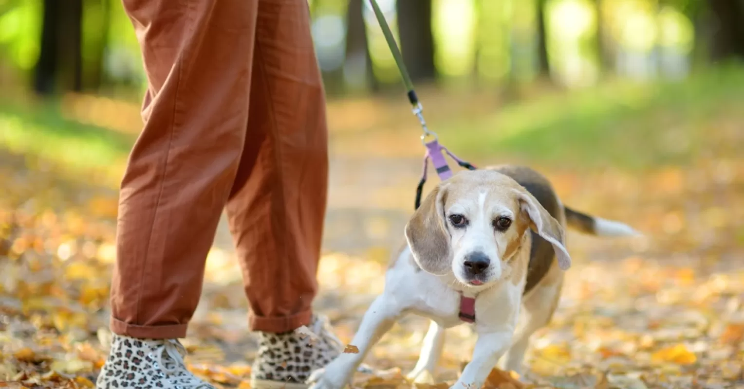 dog collar