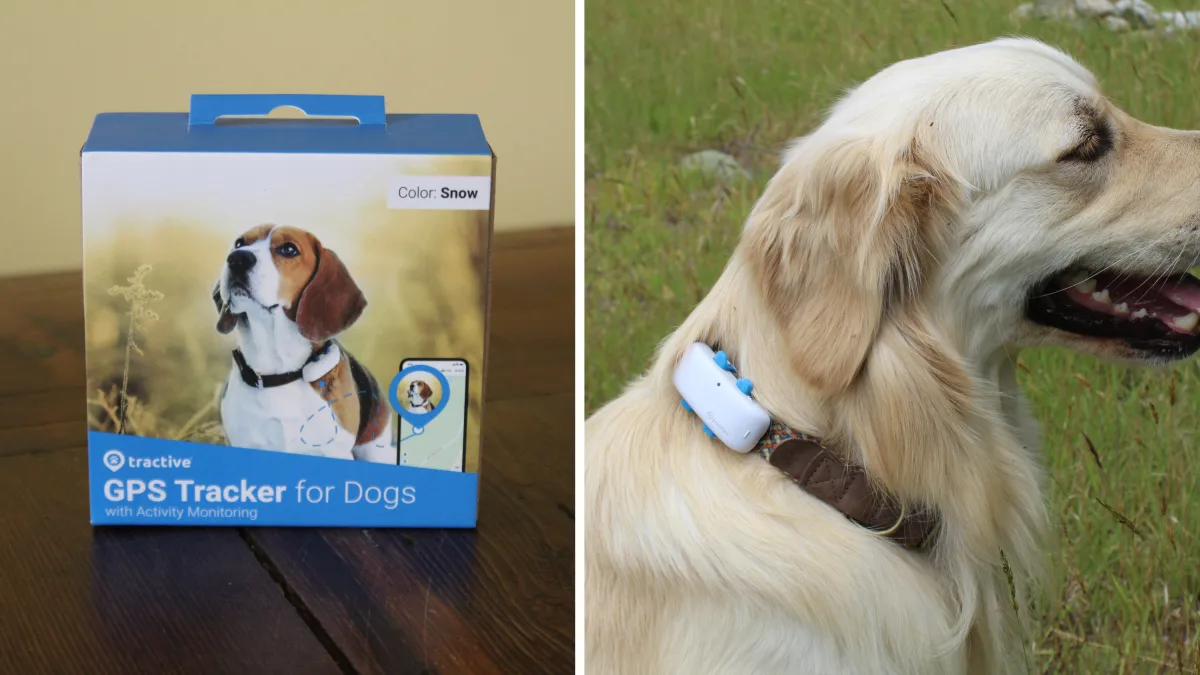 Top 10 Smart Dog Collars in 2025