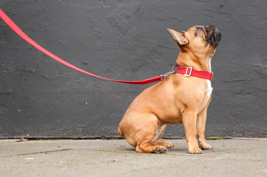 Best Dog Collars for Different Breeds and Sizes