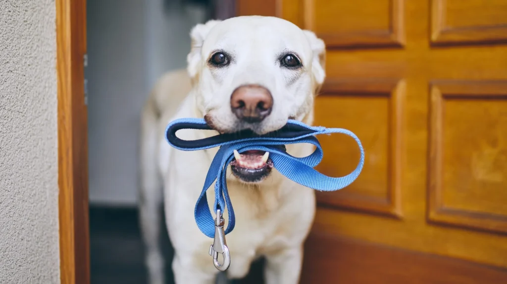 How to Clean Dog Collars