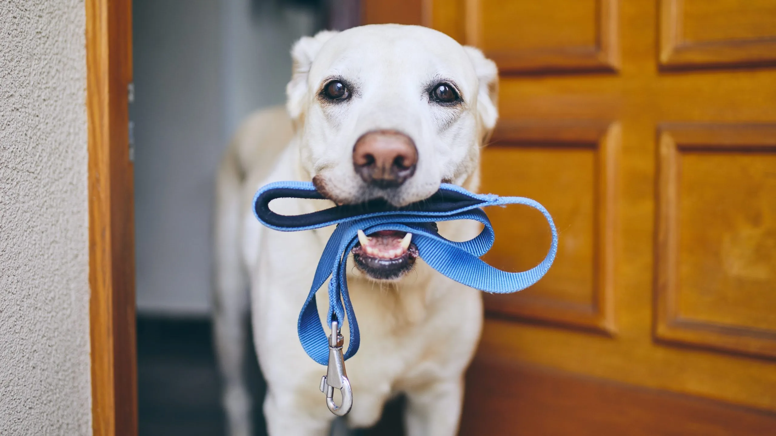 How to Clean Dog Collars