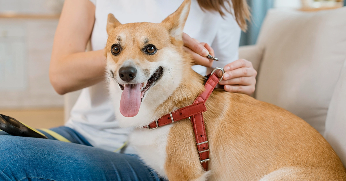 Best Dog Collars