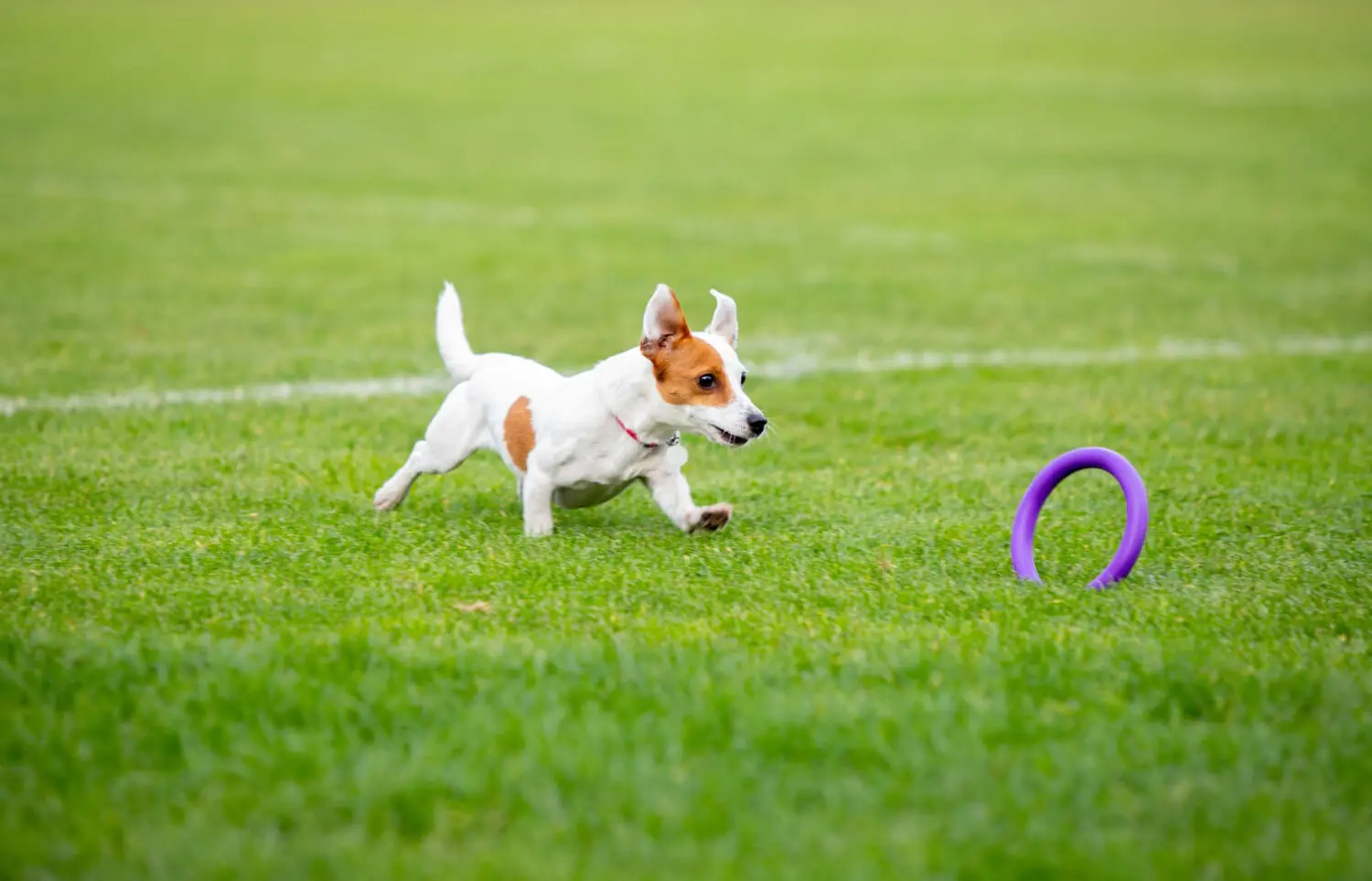 Why Exercising Is Important for Your Dog