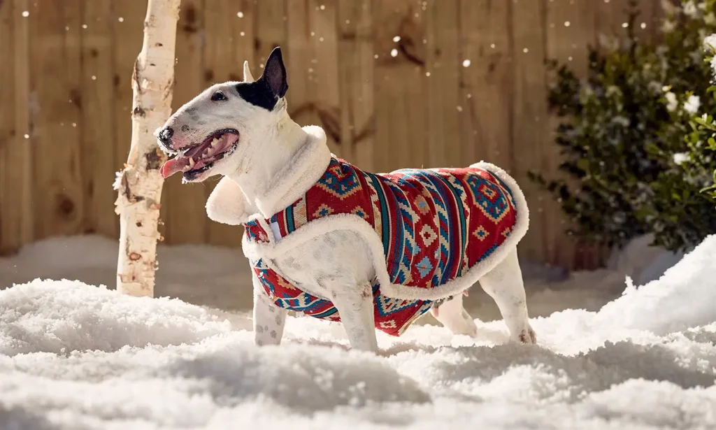 How to Keep Dogs Warm in Winter