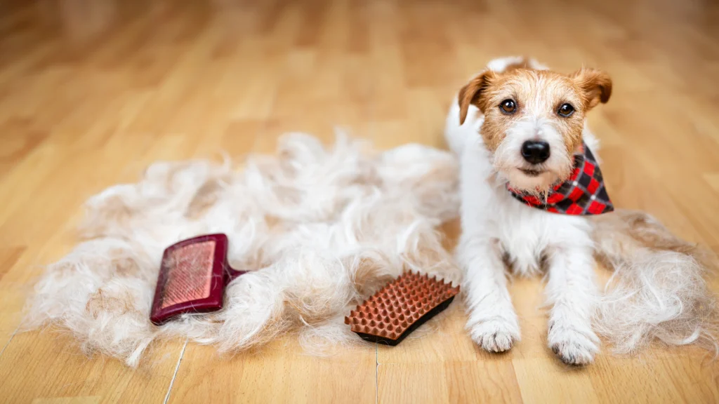 how to control dog shedding at home