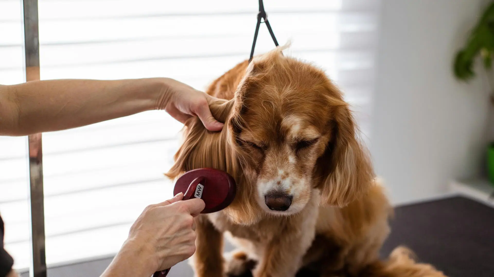 how to control dog shedding at home