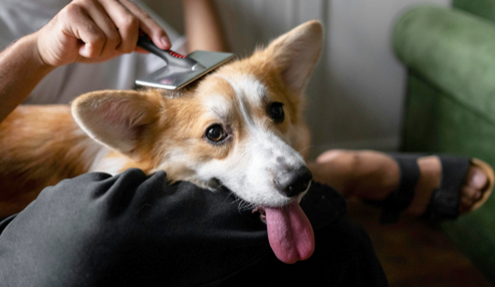 how to control dog shedding at home