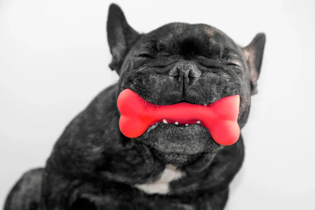 Toys that keep dogs busy