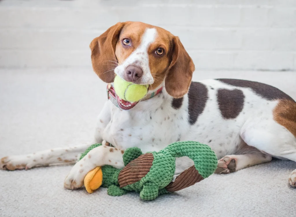 Toys that keep dogs busy
