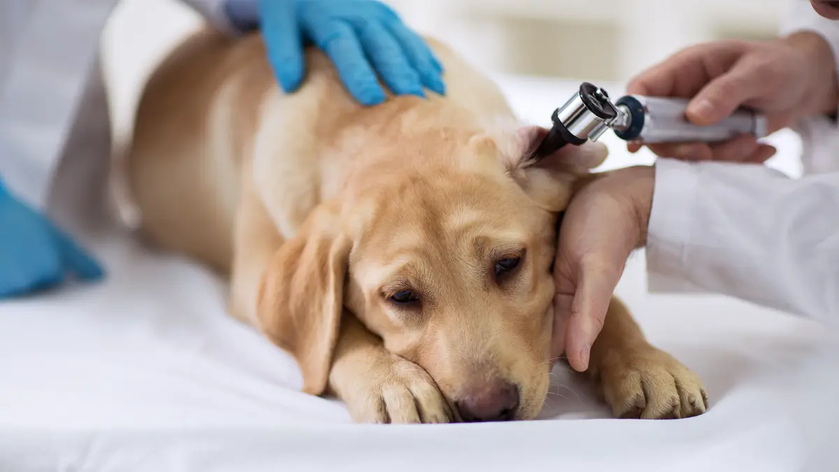 How to Remove Water From Your Dog’s Ears