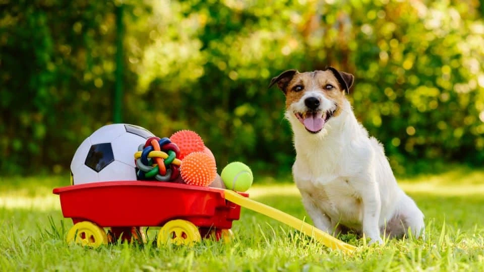 Best Interactive Dog Toys