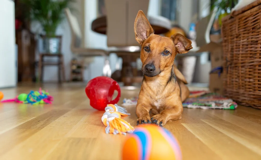 Best Interactive Dog Toys