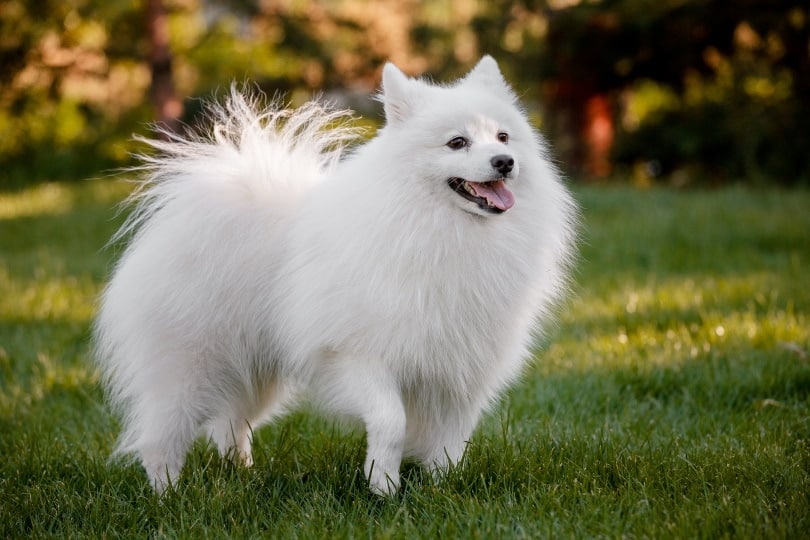 Japanese Spitz