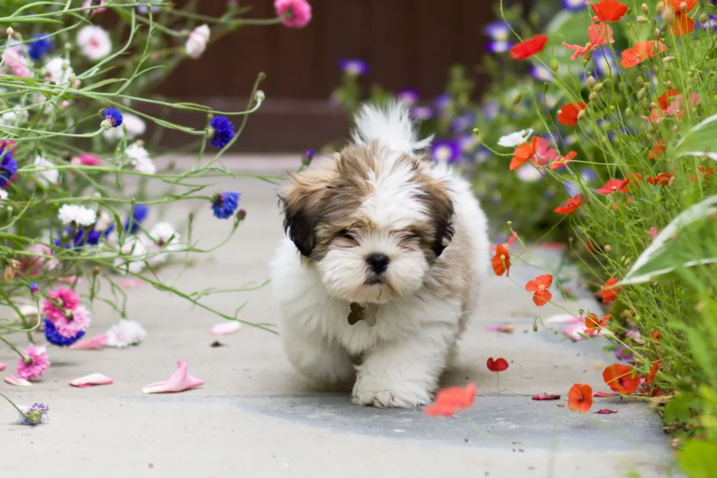 Lhasa Apso