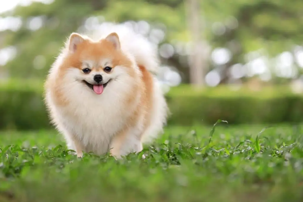 Top 10 Fluffy Small Dog Breeds That Look Like Teddy Bears