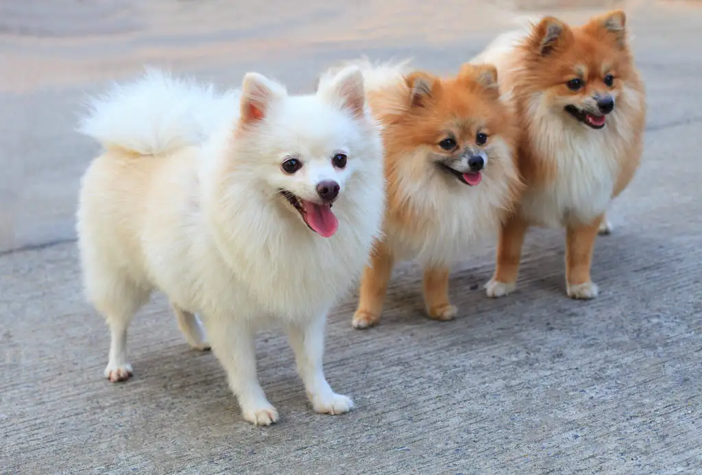 Best Fluffy Small Dog Breeds for Apartments & City Living
