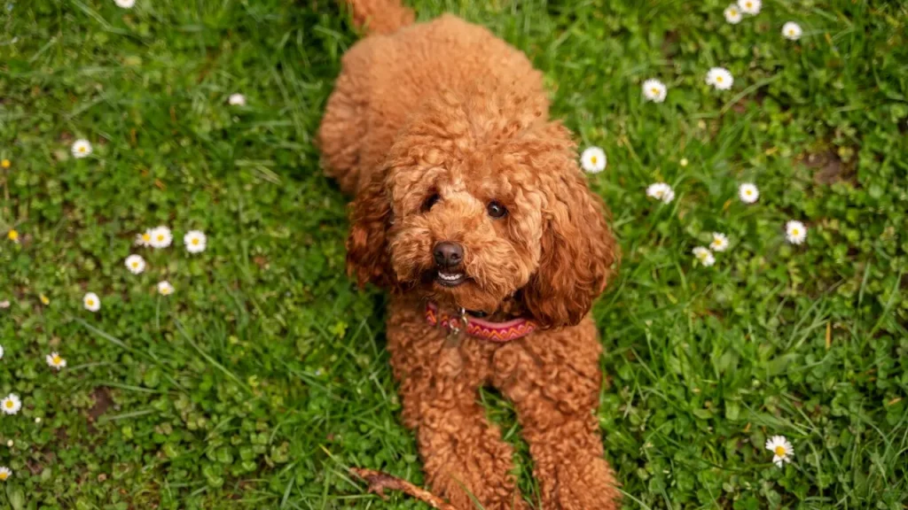 Toy Poodle