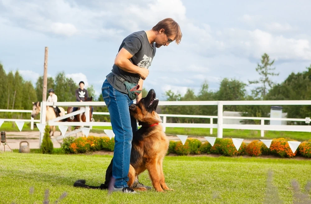 Brain Training for Dogs vs Obedience Classes
