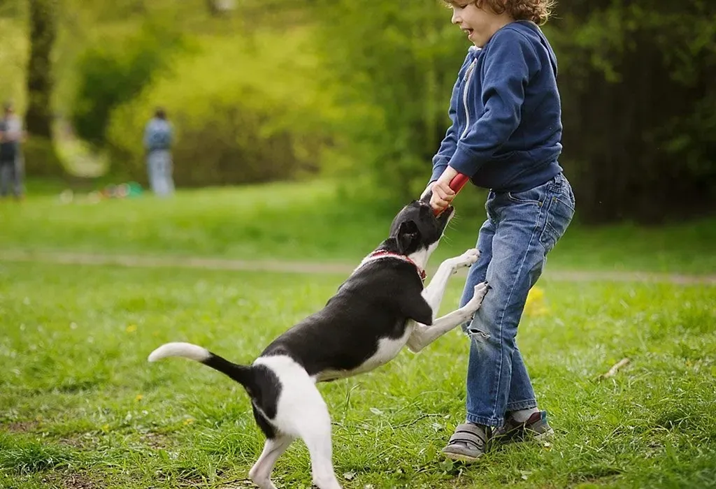 How to Fix Bad Dog Behavior Naturally (Without Punishment)