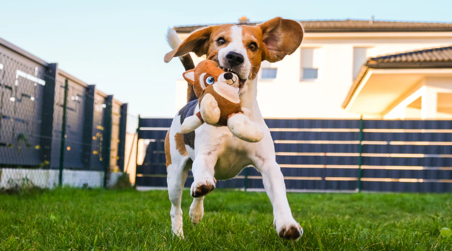 Why Physical Exercise Alone Is Not Enough for Dogs