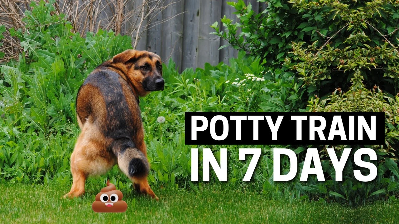 How to Potty Train Your Puppy in 7 Days