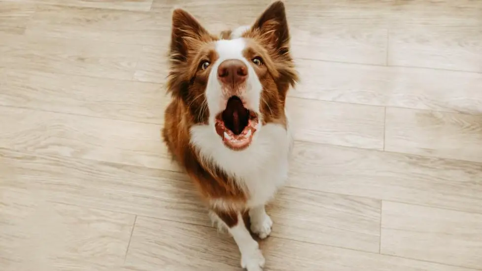 how to stop dog barking naturally