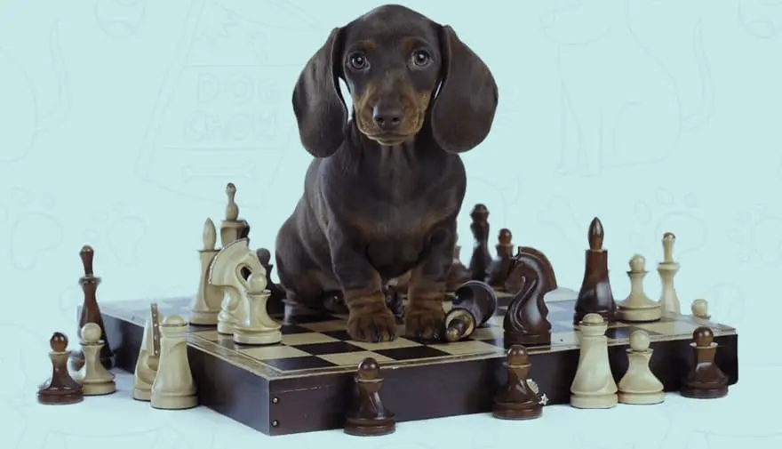 How to Fix Bad Dog Behavior Naturally