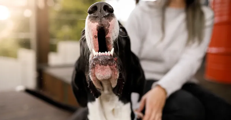 How to Stop Dog Barking Naturally