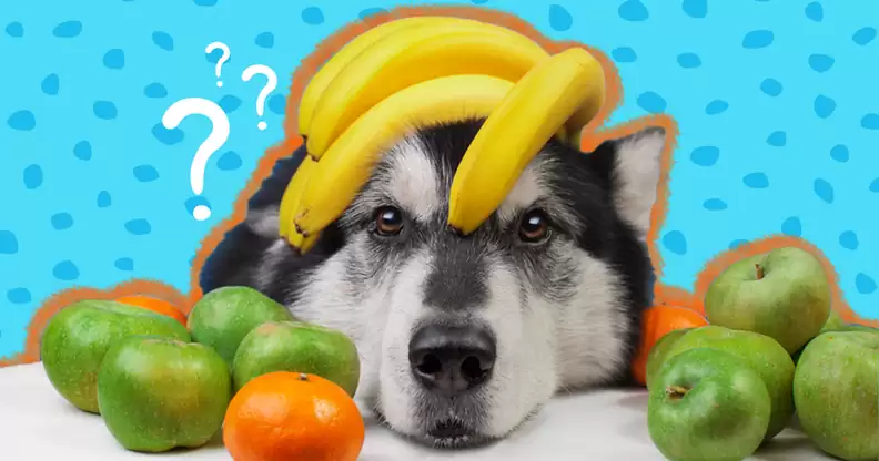 what fruits can dogs eat