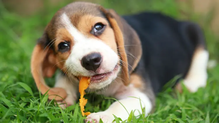 What Fruits Can Dogs Eat? A Complete Guide for Dog Owners