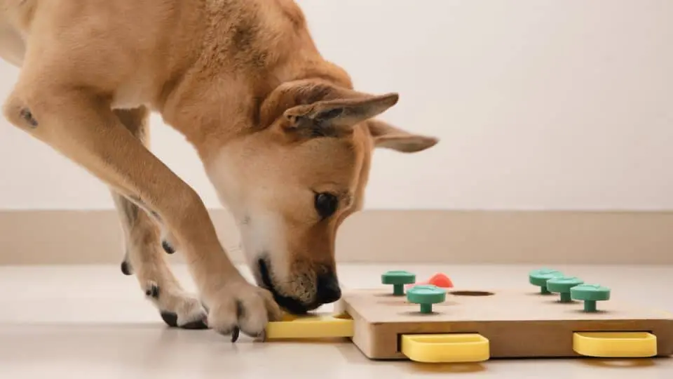 Best Puzzle Toys for Smart Dogs (Keep Your Dog Mentally Stimulated)