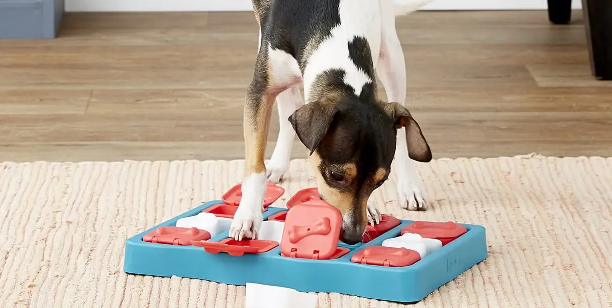 best puzzle toys for smart dogs