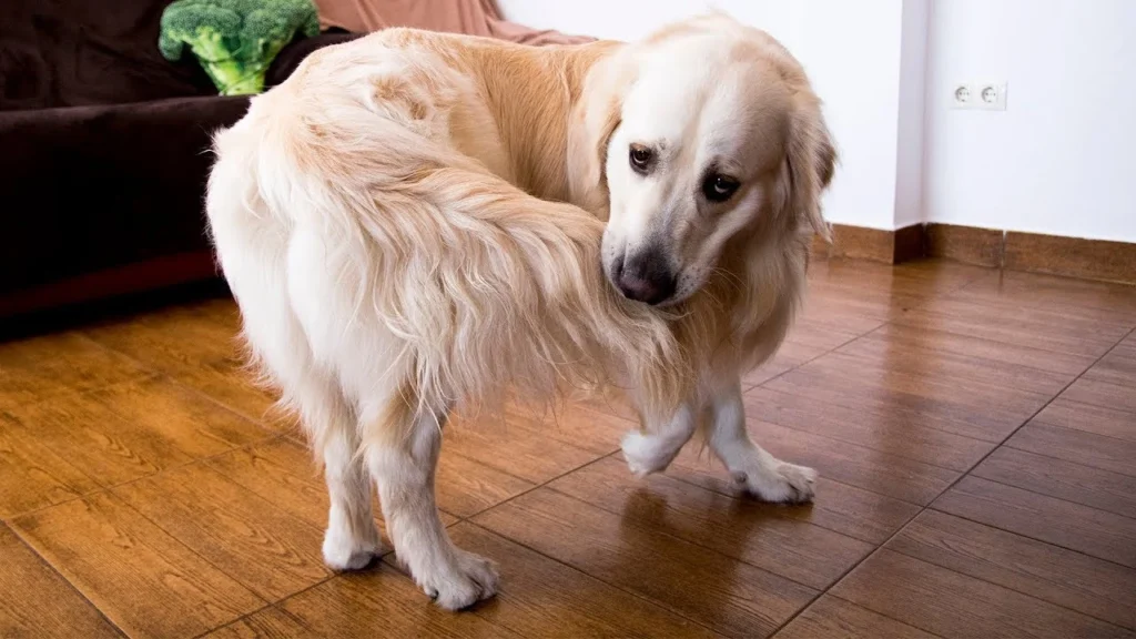 Why Do Dogs Chase Their Tails? What the Behaviour Really Means