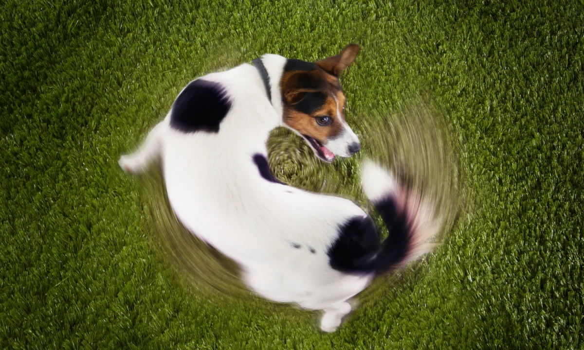 why do dogs chase their tails