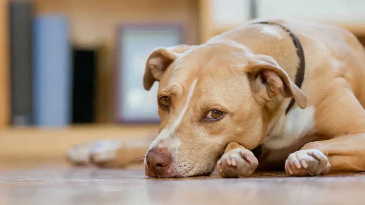 Common Dog Digestive Problems and How to Keep Their Tummy Healthy