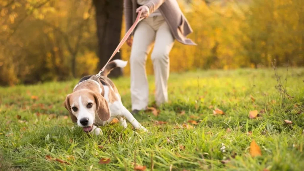 How to Stop a Dog From Pulling on the Leash: A Brain-Based Training Method