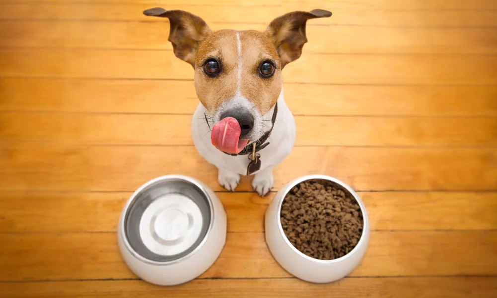 Healthy food for pets