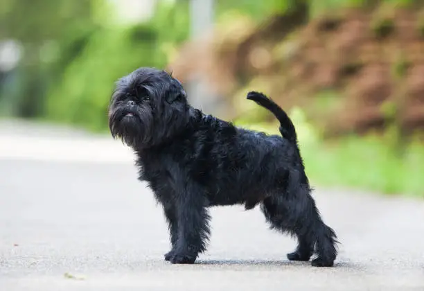 Affenpinscher