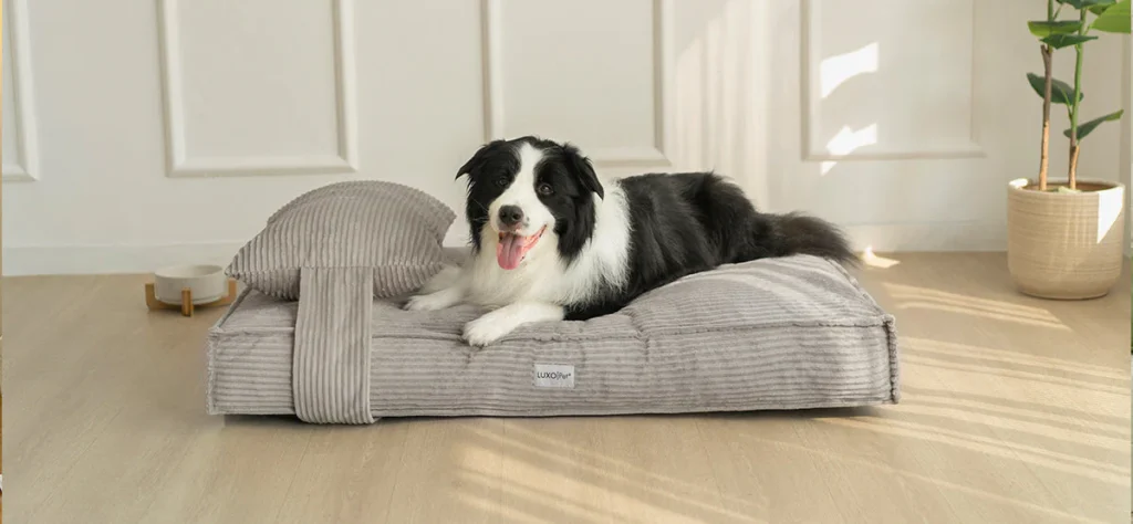 Best Dog Beds for Large Dogs: Top Picks for Comfort, Support, and Durability
