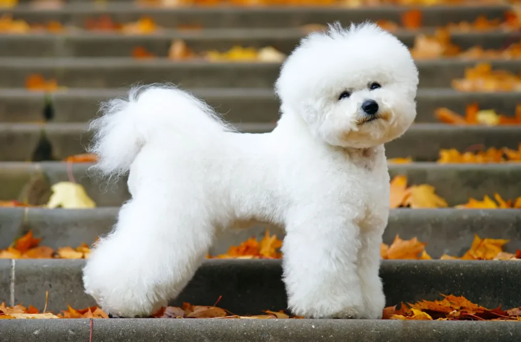 Fluffy Cute Small Dogs
