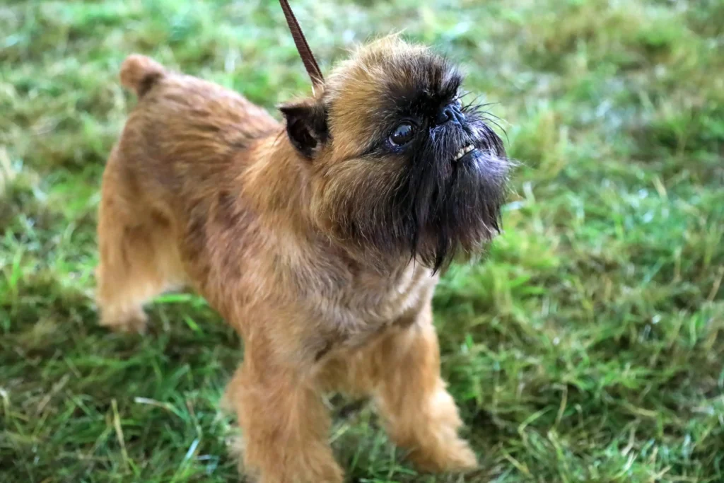 Brussels Griffon