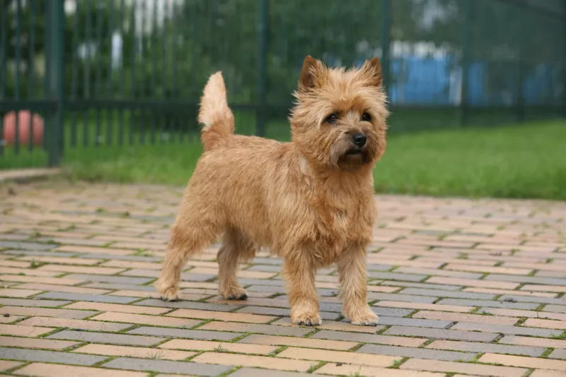 Cairn Terrier