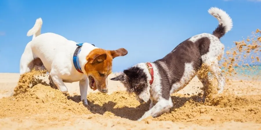 common dog diseases in summer