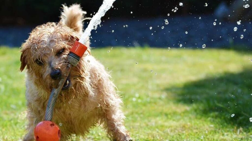 common dog diseases in summer