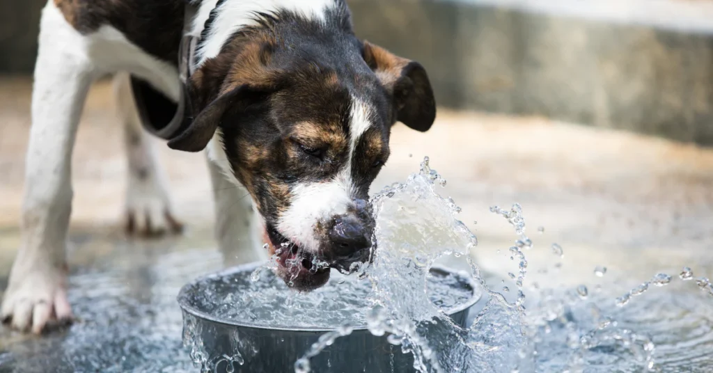 Common Dog Diseases in Summer and How to Prevent Them: A Complete Pet Parent Guide