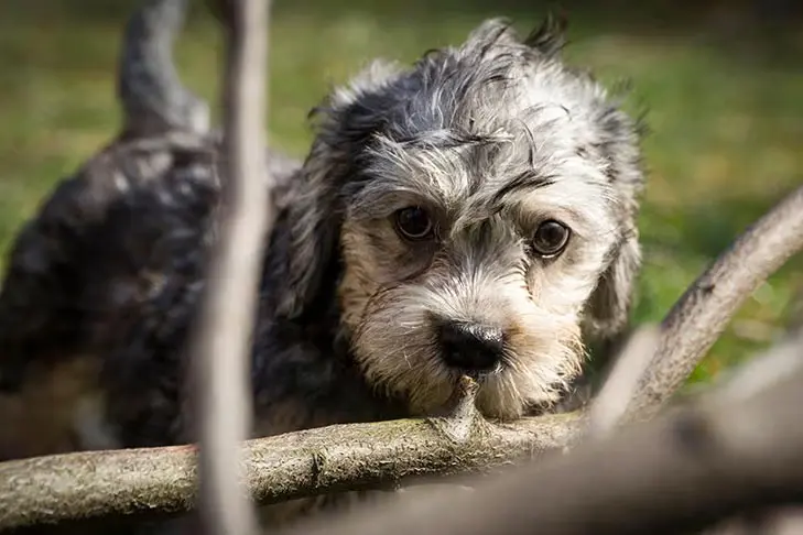 Dandie Dinmont Terrier