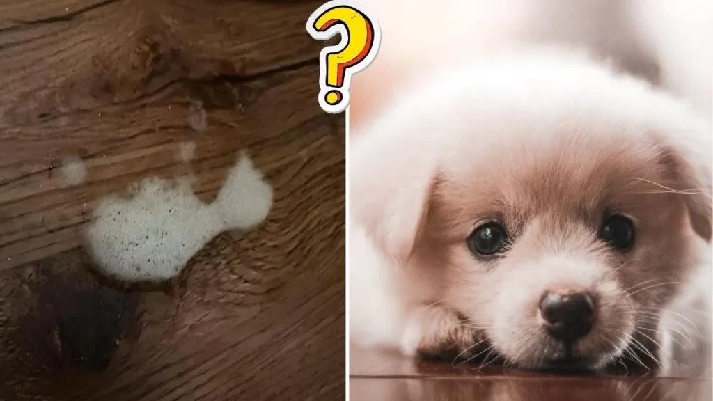 dog vomiting causes