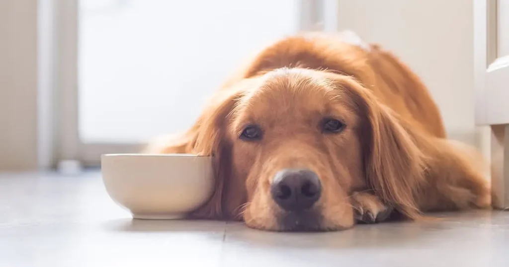 Why Is My Dog Vomiting? Causes, Warning Signs, and Safe Home Care Tips